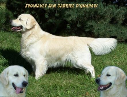 International Sh CH Swanavly San Gabriel D’Quapaw
